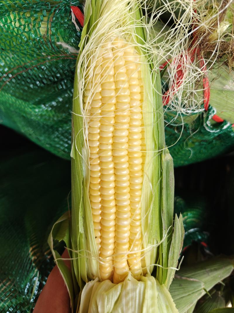 福建水果玉米甜玉米好货大量上市基地直供日出货十万斤