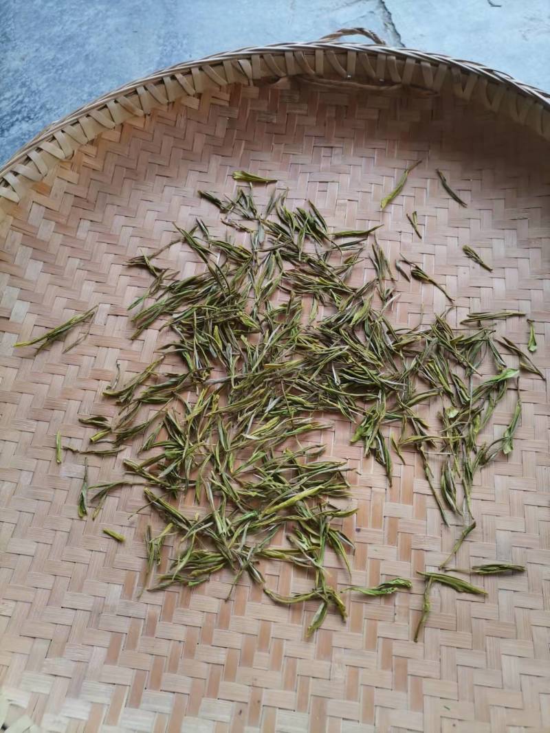 黄金芽，数量有限