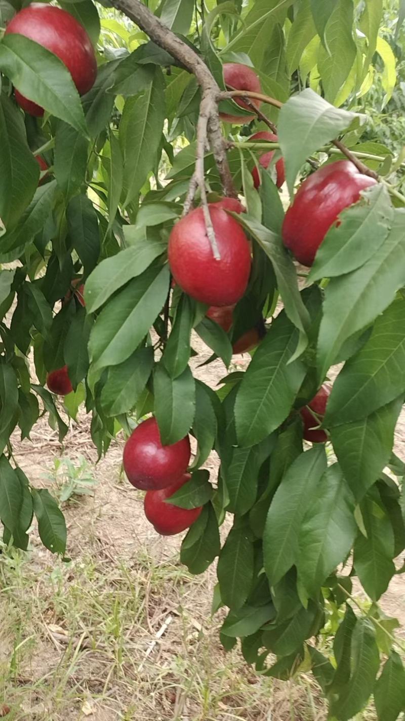 毛挑食