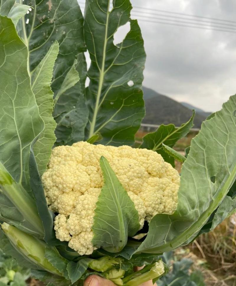 精品菜花，松花菜大量供应，产地直发山东聊城发货现摘现发