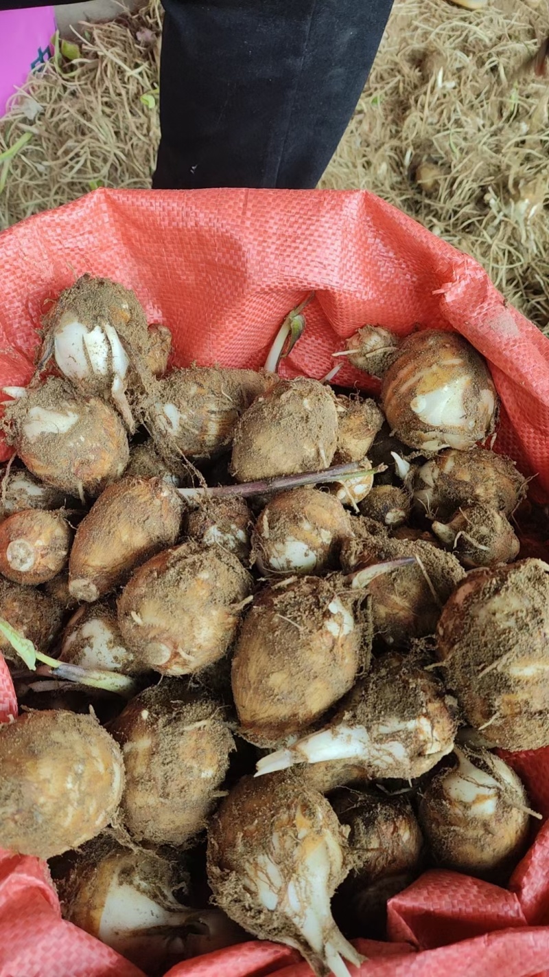 福建闽北白芽芋毛芋芋艿芋头精品好货产地直发日出货十万斤