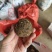 福建闽北白芽芋毛芋芋艿芋头精品好货产地直发日出货十万斤