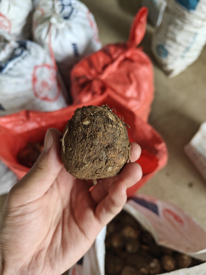 福建闽北白芽芋毛芋芋艿芋头精品好货产地直发日出货十万斤