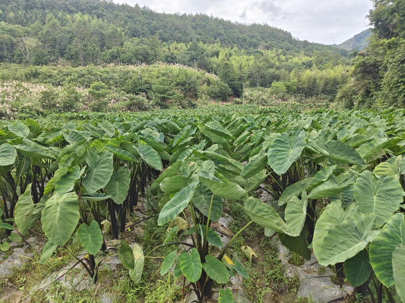 福建闽北白芽芋毛芋芋艿芋头精品好货产地直发日出货十万斤