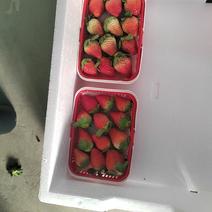 夏草莓蒙特瑞