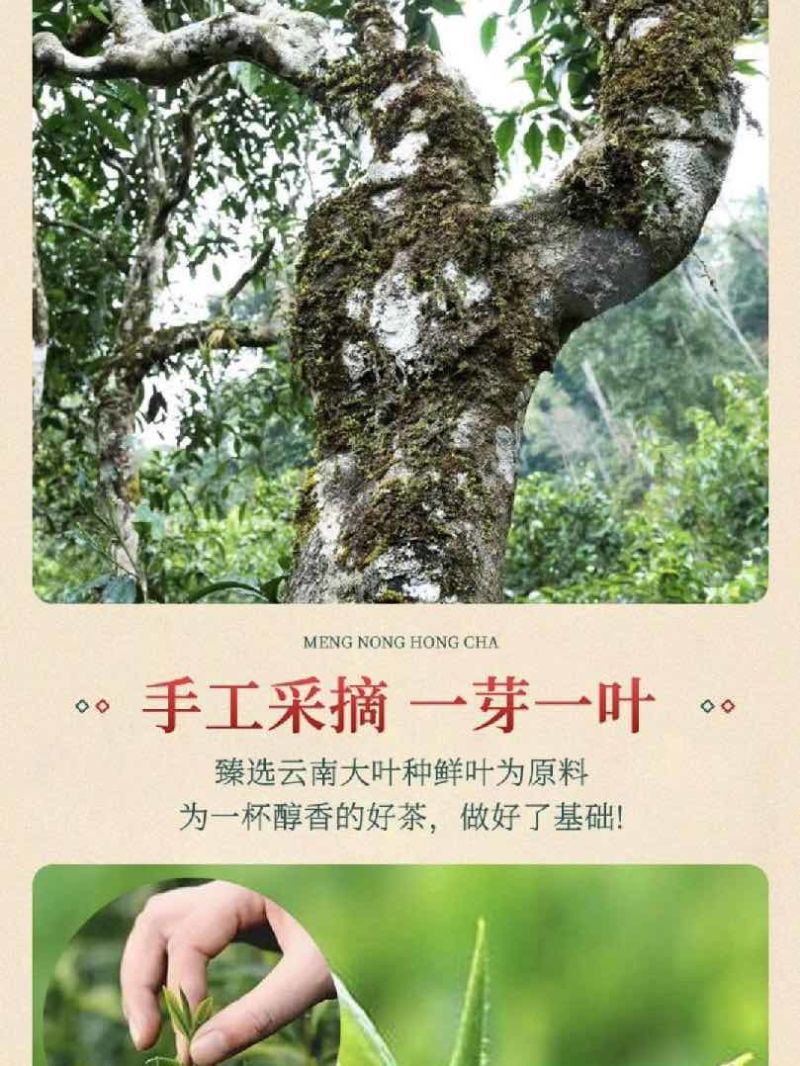 【红茶】野生古树红茶欢迎来电采购高蜜香香茶农直供