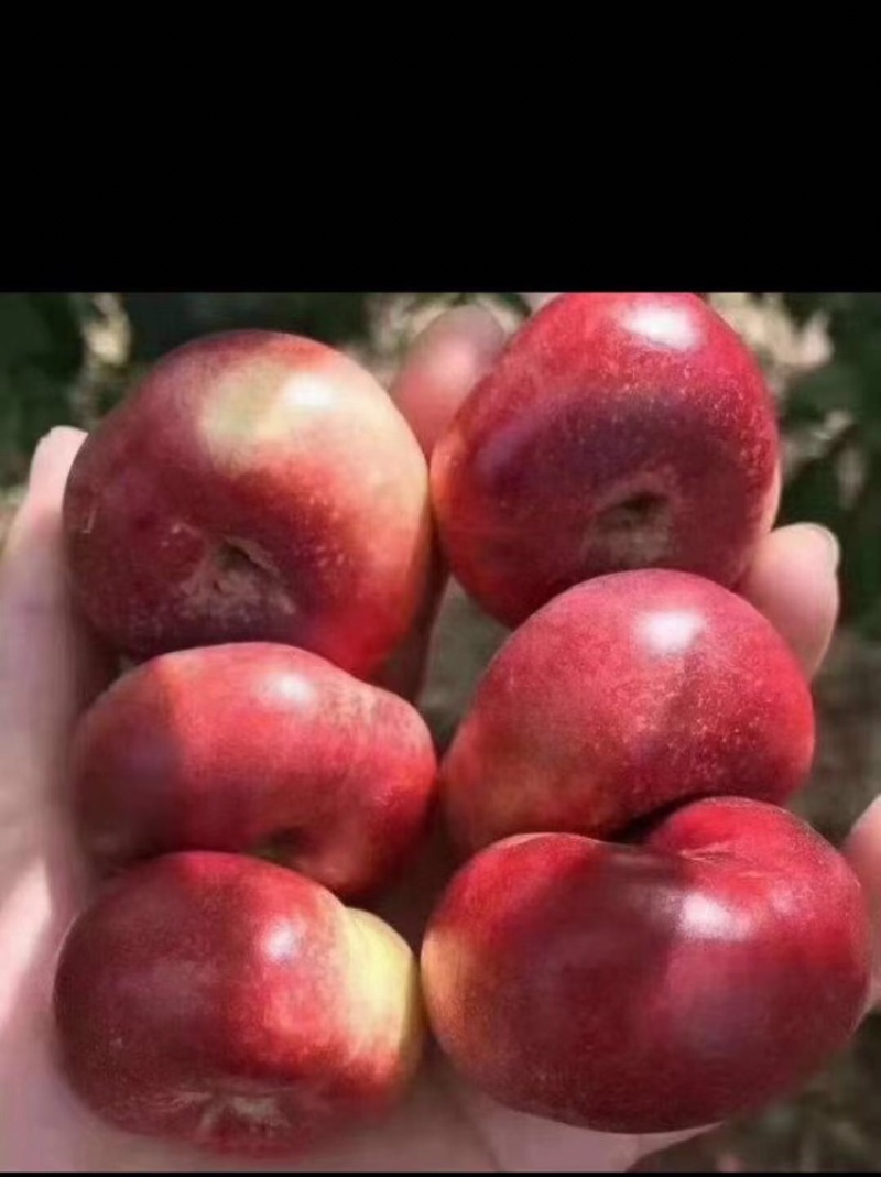 明月小明月优质小蟠桃大量上市产地直供视频看货