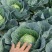 小铁头包菜