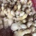 鸭苗桂柳白鸭苗质量品种保证,诚信经营,量大从优