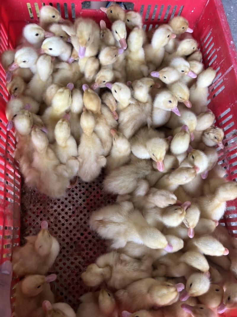 鸭苗桂柳白鸭苗质量品种保证，诚信经营，量大从优