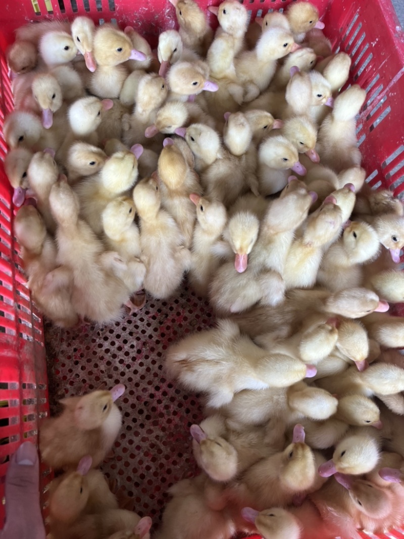 鸭苗桂柳白鸭苗质量品种保证，诚信经营，量大从优