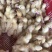 鸭苗桂柳白鸭苗质量品种保证,诚信经营,量大从优