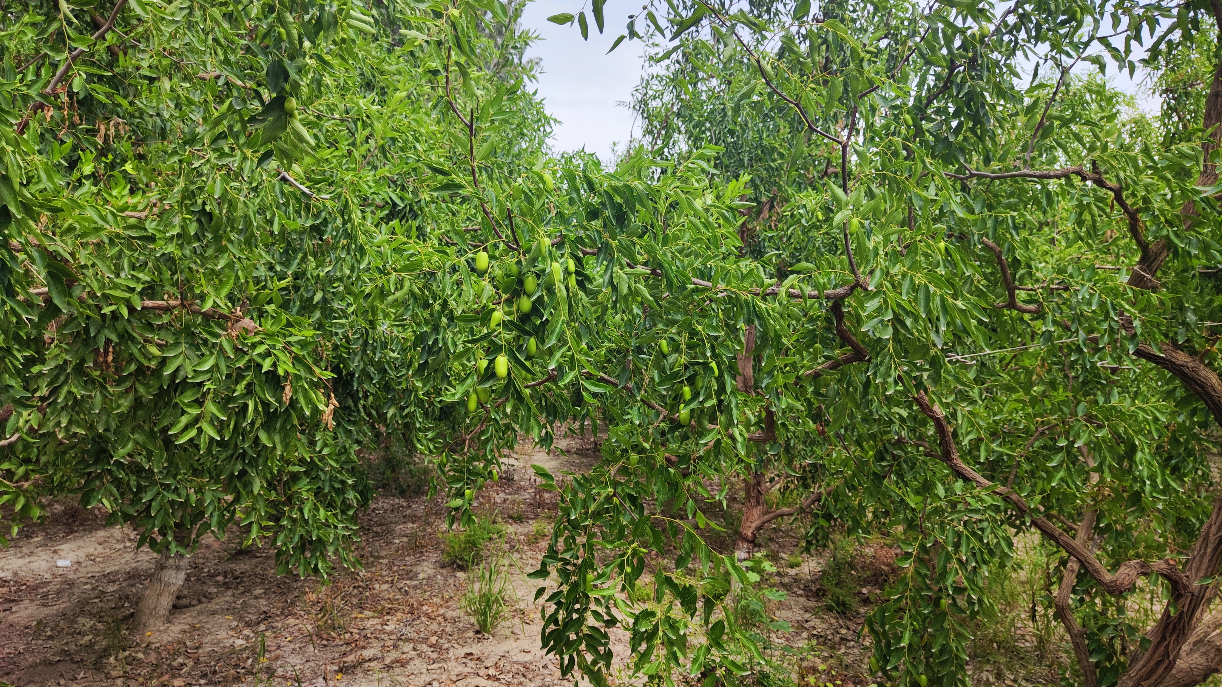 若羌红枣种植基地