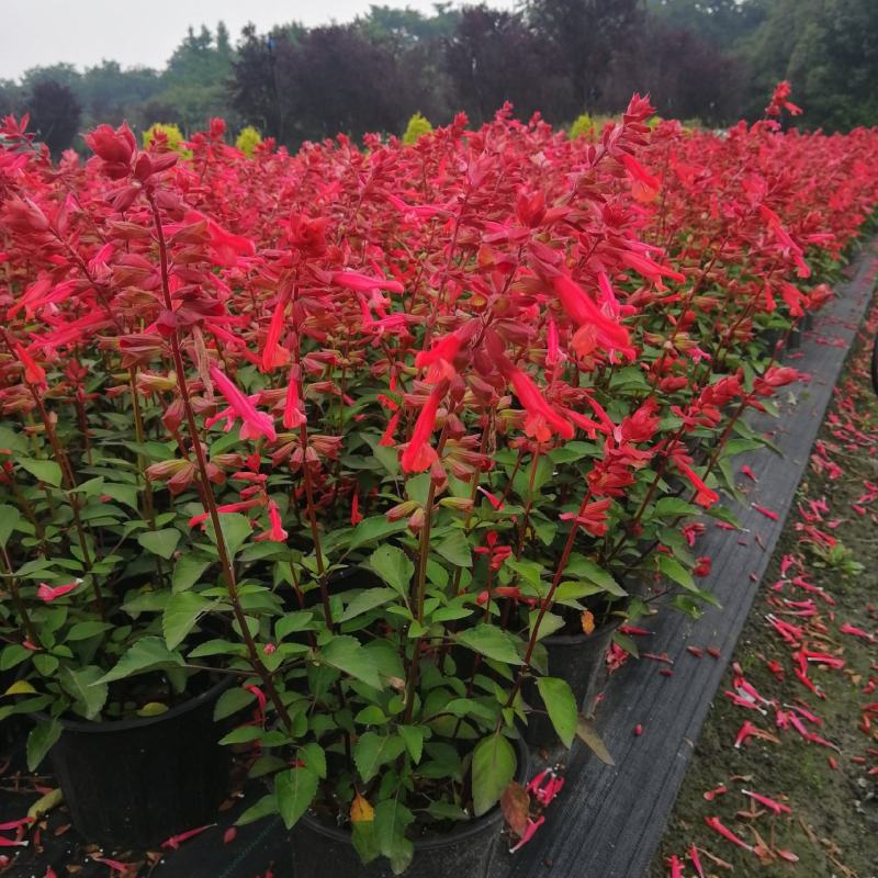 40-50高两加仑杯一串红批发