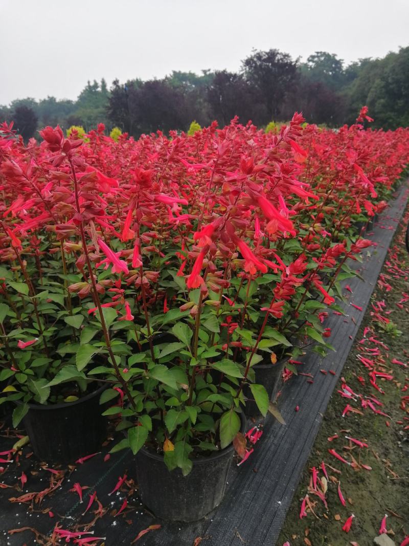 40-50高两加仑杯一串红批发