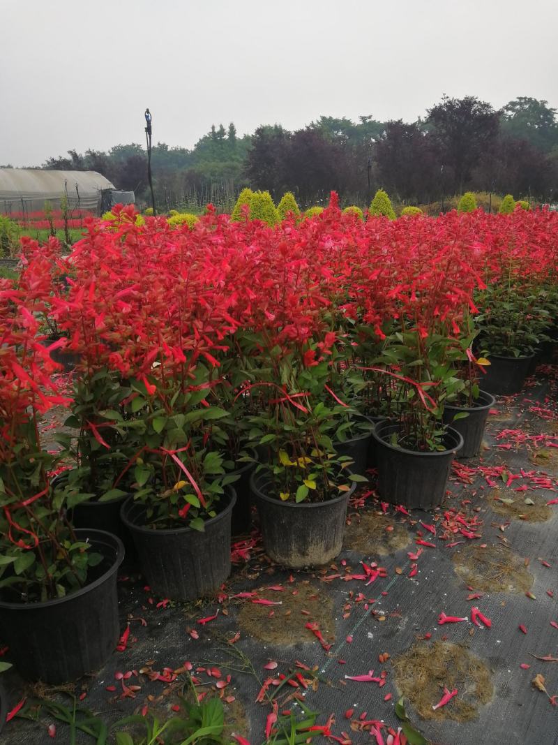 40-50高两加仑杯一串红批发