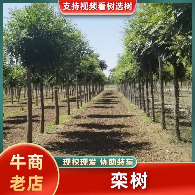 河北沧州栾树产地直发根系发达大量现10-20公分