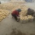 精品土豆希森黄心土豆货源充足产地直发实力代办代发全国