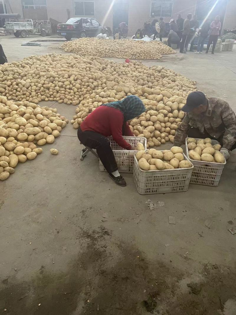 精品土豆希森黄心土豆货源充足产地直发实力代办代发全国