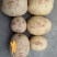 精品土豆希森黄心土豆货源充足产地直发实力代办代发全国