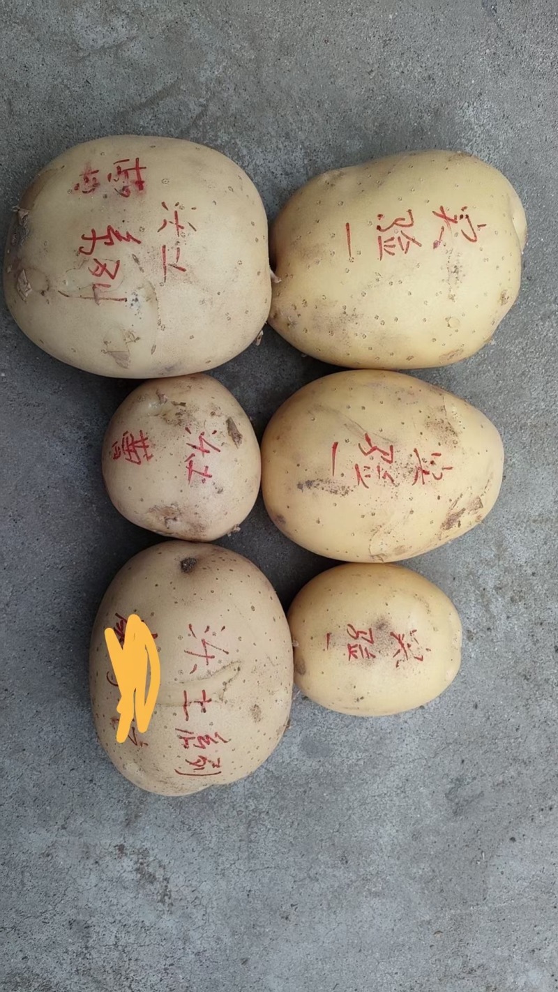 精品土豆希森黄心土豆货源充足产地直发实力代办代发全国