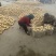 精品土豆希森黄心土豆货源充足产地直发实力代办代发全国