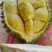 金枕榴莲，干尧榴莲