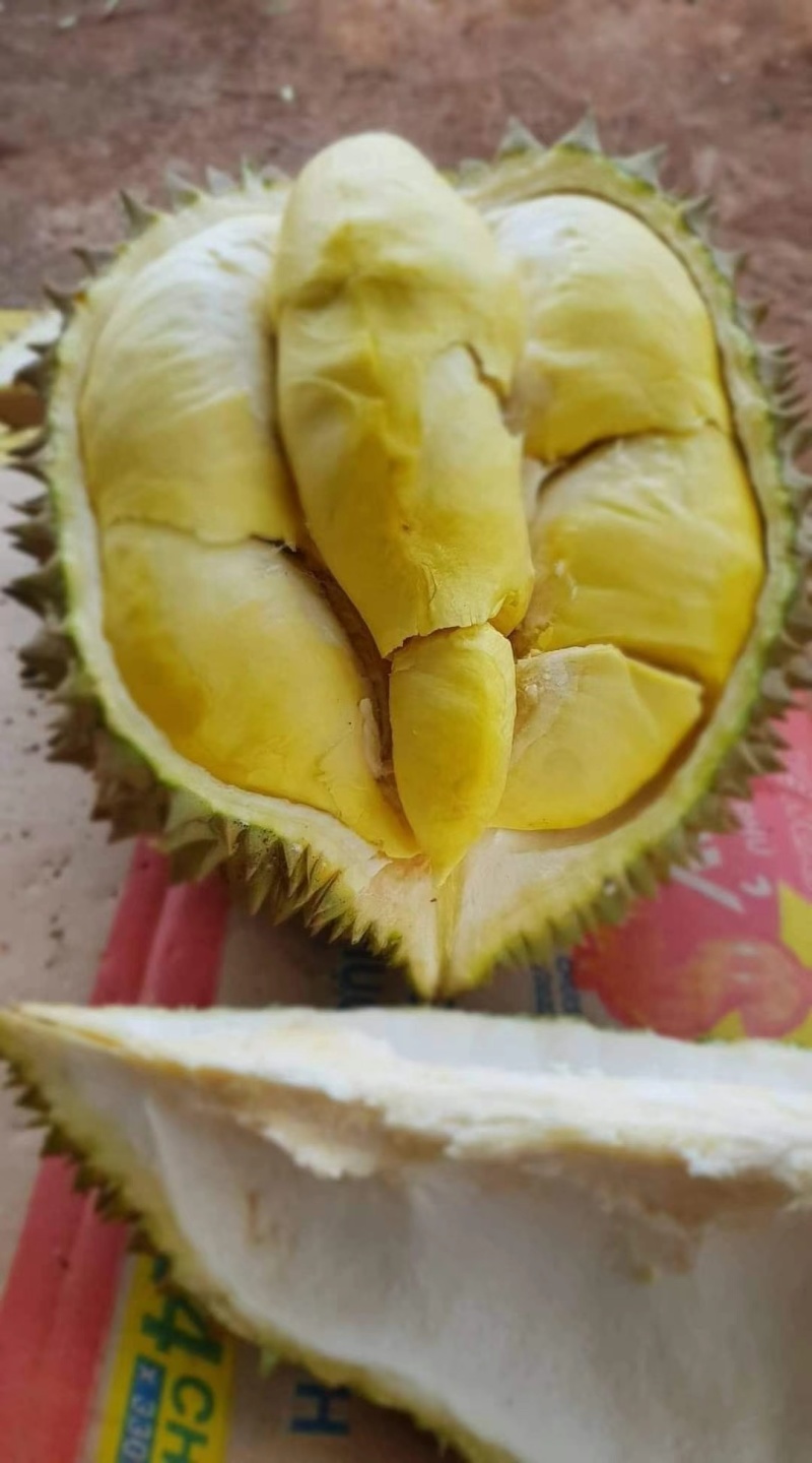 金枕榴莲，干尧榴莲