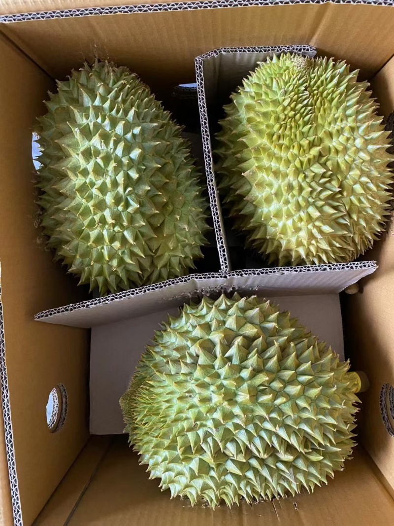 金枕榴莲，干尧榴莲