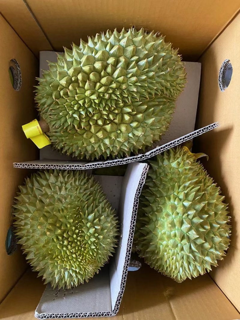 金枕榴莲，干尧榴莲