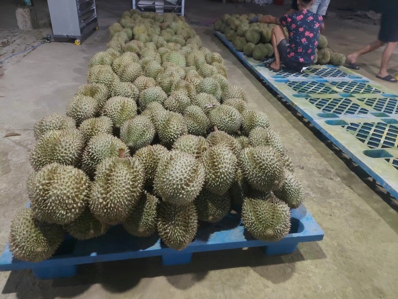 金枕榴莲，干尧榴莲