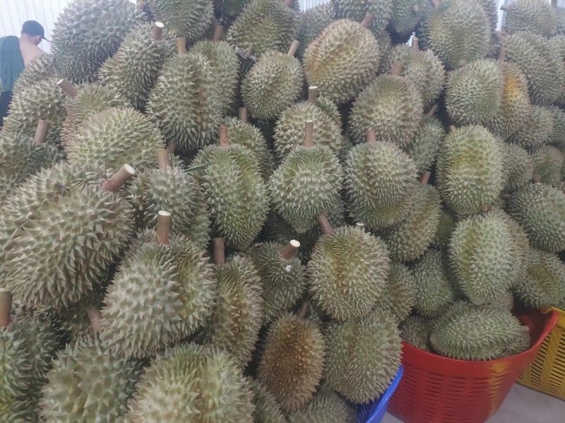 金枕榴莲，干尧榴莲
