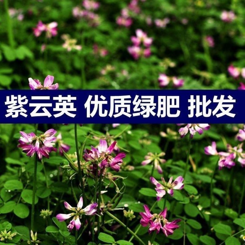 紫云英种子绿肥牧草四季高产蜜源草籽红花草养蜂草种果园植物