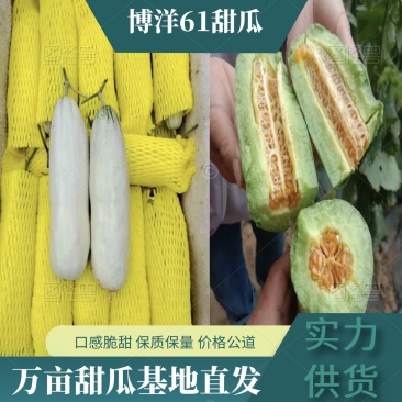 【实力】精品博洋61甜瓜，万亩基地供货，口感佳，品相好