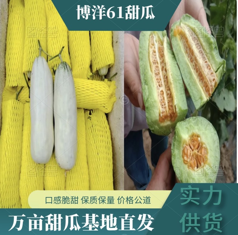 【实力】精品博洋61甜瓜，万亩基地供货，口感佳，品相好