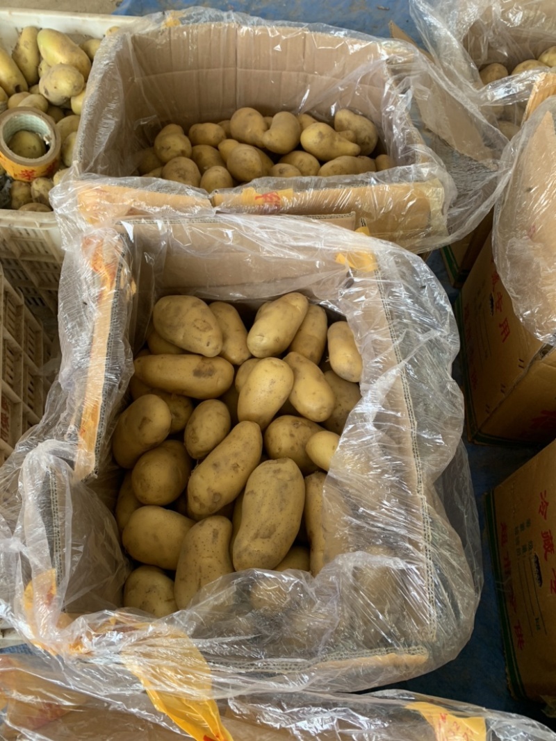 山东土豆产地批发荷兰十五产地货源充足价格便宜