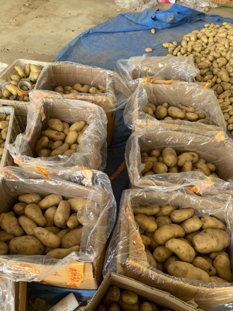 山东土豆产地批发荷兰十五产地货源充足价格便宜