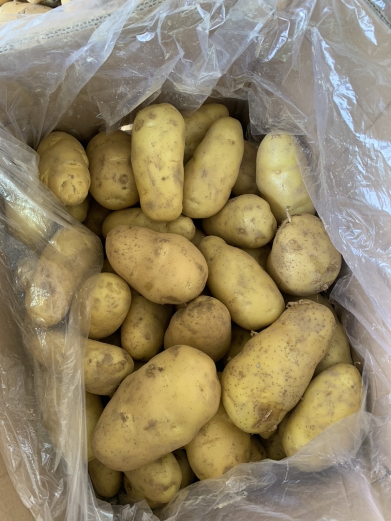 山东土豆产地批发荷兰十五产地货源充足价格便宜