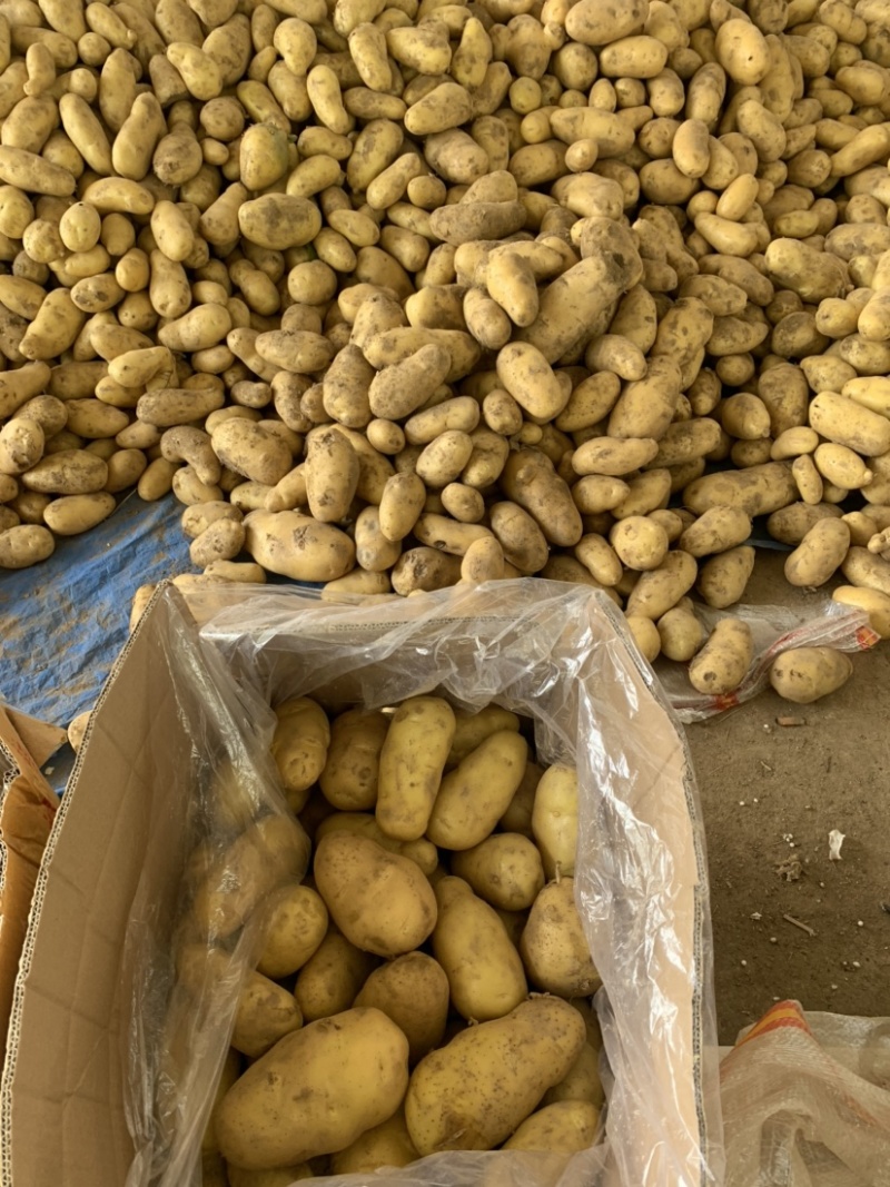 山东土豆产地批发荷兰十五产地货源充足价格便宜