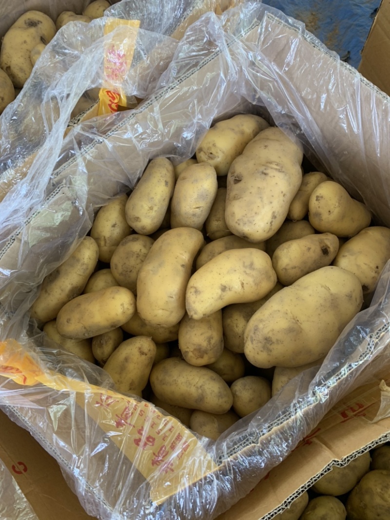 山东土豆产地批发荷兰十五产地货源充足价格便宜