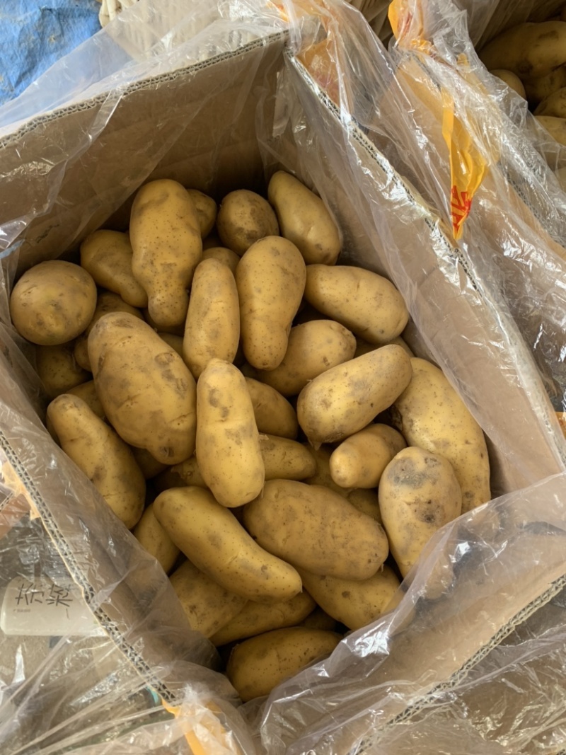山东土豆产地批发荷兰十五产地货源充足价格便宜