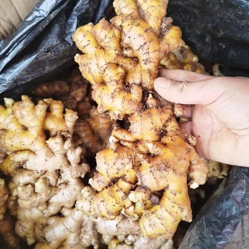 贵州高原生姜