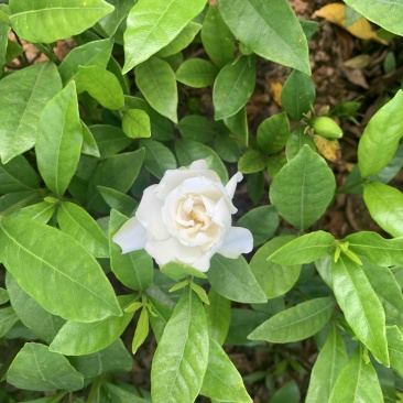 大花栀子
