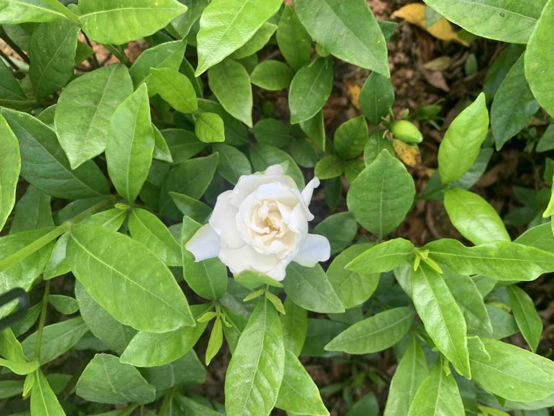 大花栀子