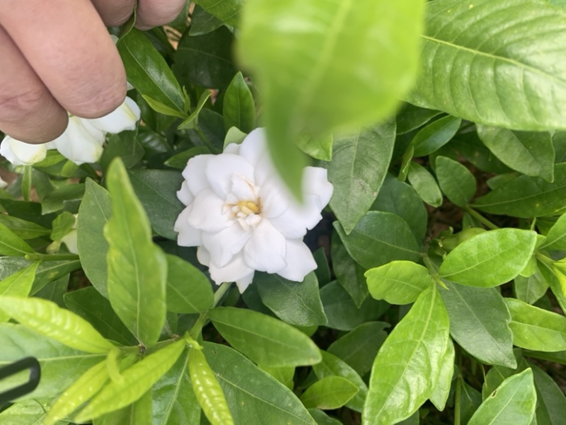 大花栀子