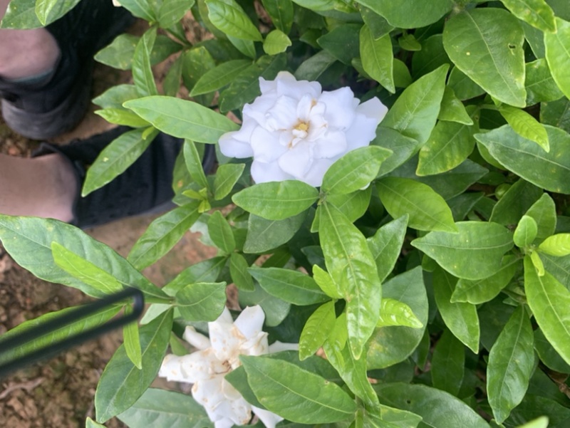 大花栀子