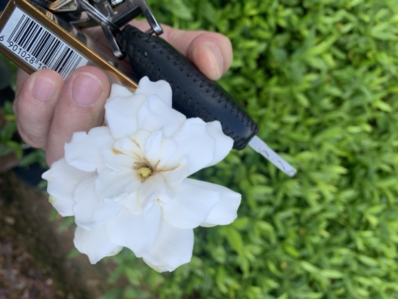 大花栀子