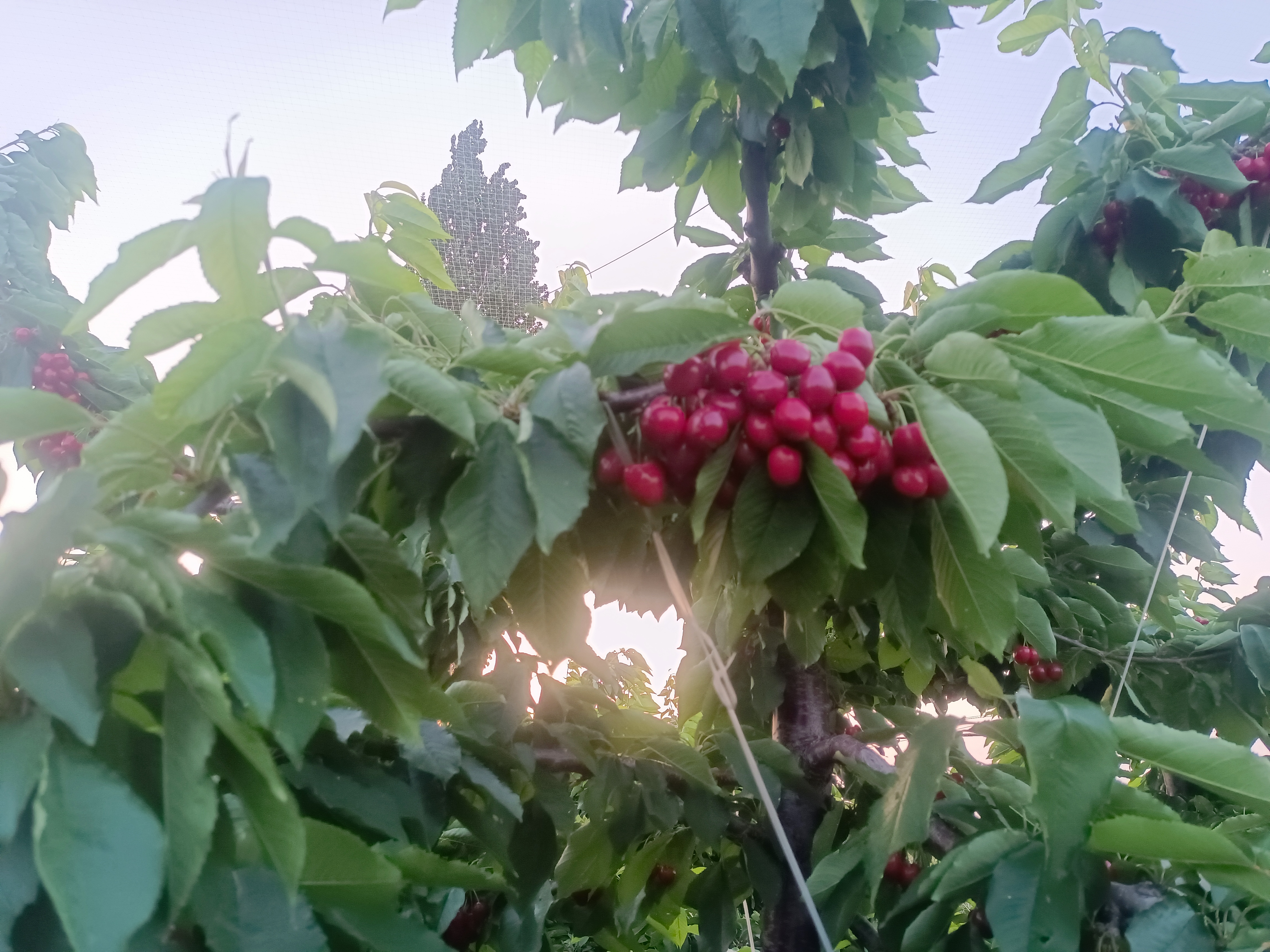 一棵挂满樱桃的美早樱桃树