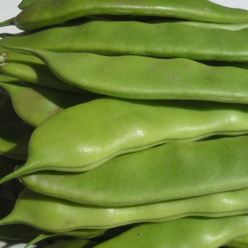 东北吉林大油豆角，油豆角大量上市货源充足！代发全国