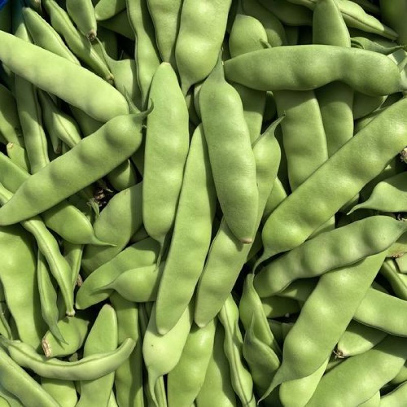 东北吉林大油豆角，油豆角大量上市货源充足！代发全国